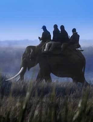 Elephant Safari experience in Kaziranga National Park